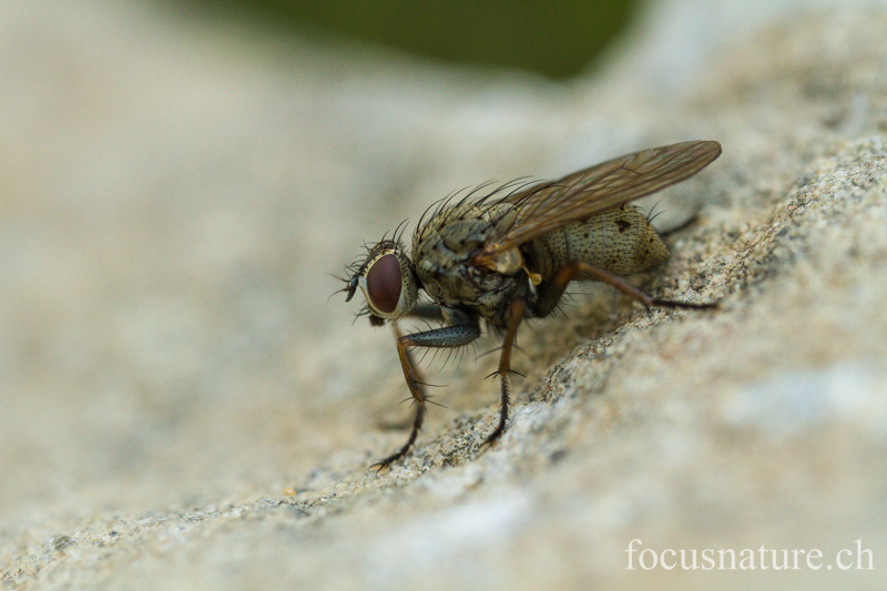 Mouche 6675.jpg - Mouche (Ermitage, Genève, Suisse, août 2012)